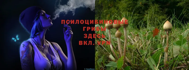 Галлюциногенные грибы Cubensis  наркота  Саранск 